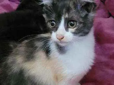 Gato ra a SRD idade 2 a 6 meses nome Pompom