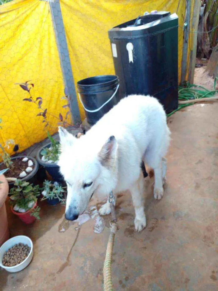 Cachorro ra a Pastor Alemão idade 5 anos nome Não sei