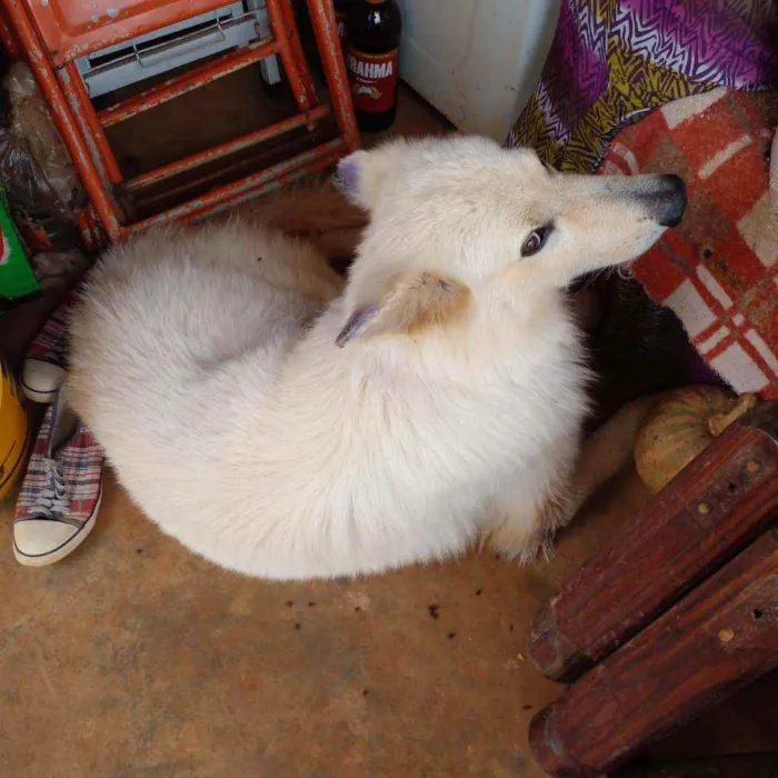 Cachorro ra a Pastor Alemão idade 5 anos nome Não sei