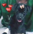 NINA