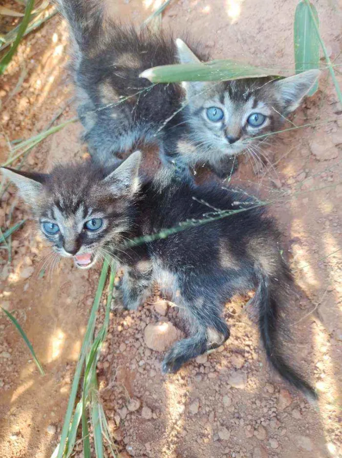 Gato ra a SRD idade 2 a 6 meses nome Sem nome