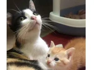 Gato raça Srd idade 1 ano nome Graça 