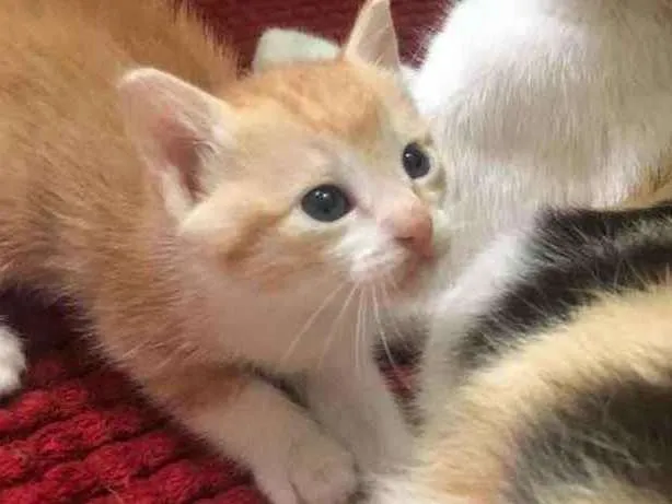 Gato ra a Srd idade 1 ano nome Graça 