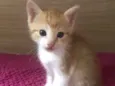 Luluzinha 