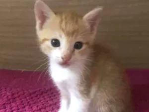 Gato raça Srd idade Abaixo de 2 meses nome Luluzinha 