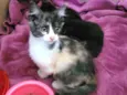 Pompom
