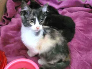Gato raça SRD idade 2 a 6 meses nome Pompom