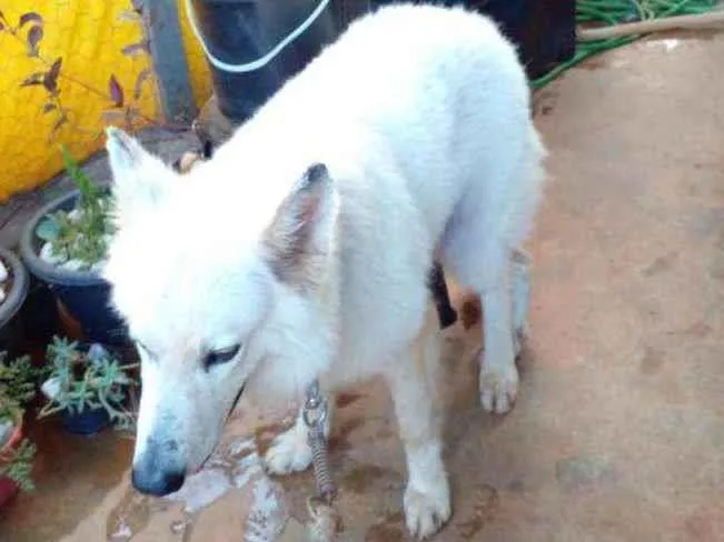 Cachorro ra a Pastor Alemão idade 5 anos nome Não sei