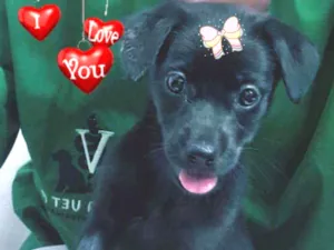 Cachorro raça Srd idade 2 a 6 meses nome NINA