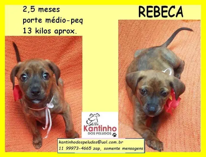 Cachorro raça SRD idade 2 a 6 meses nome Rebeca