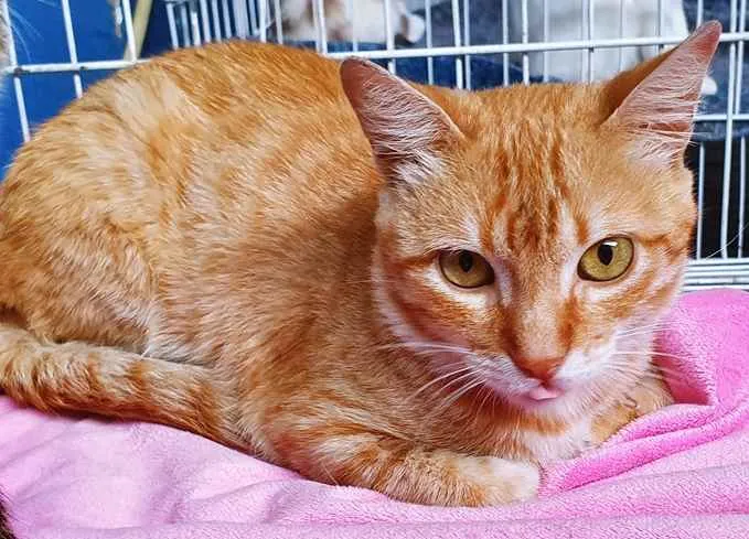 Gato raça SRD idade 7 a 11 meses nome REY LARANJA