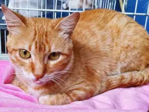 Gato raça SRD idade 7 a 11 meses nome REY LARANJA