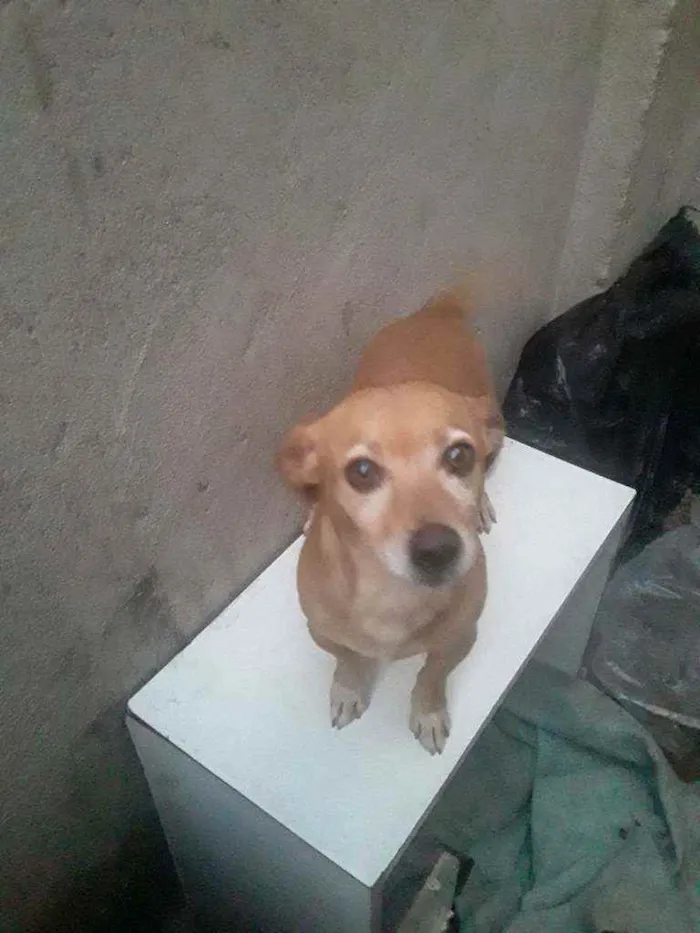 Cachorro ra a Viralata idade 2 anos nome Boby