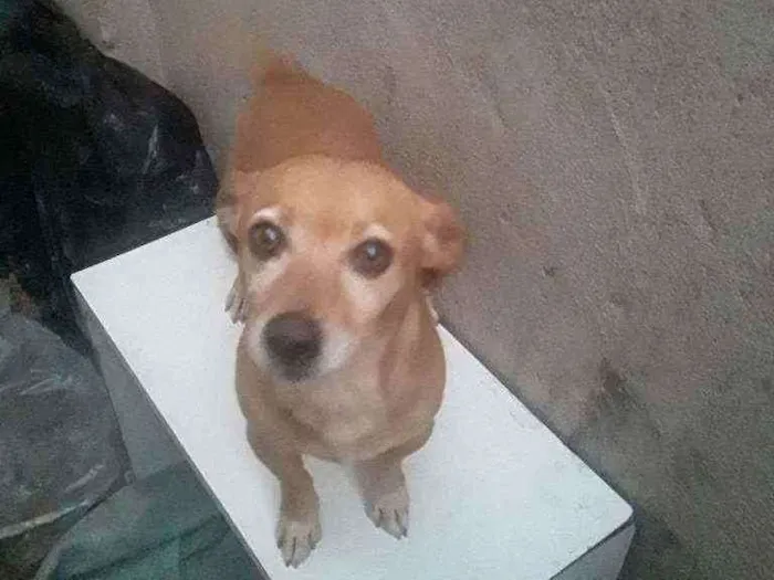 Cachorro ra a Viralata idade 2 anos nome Boby