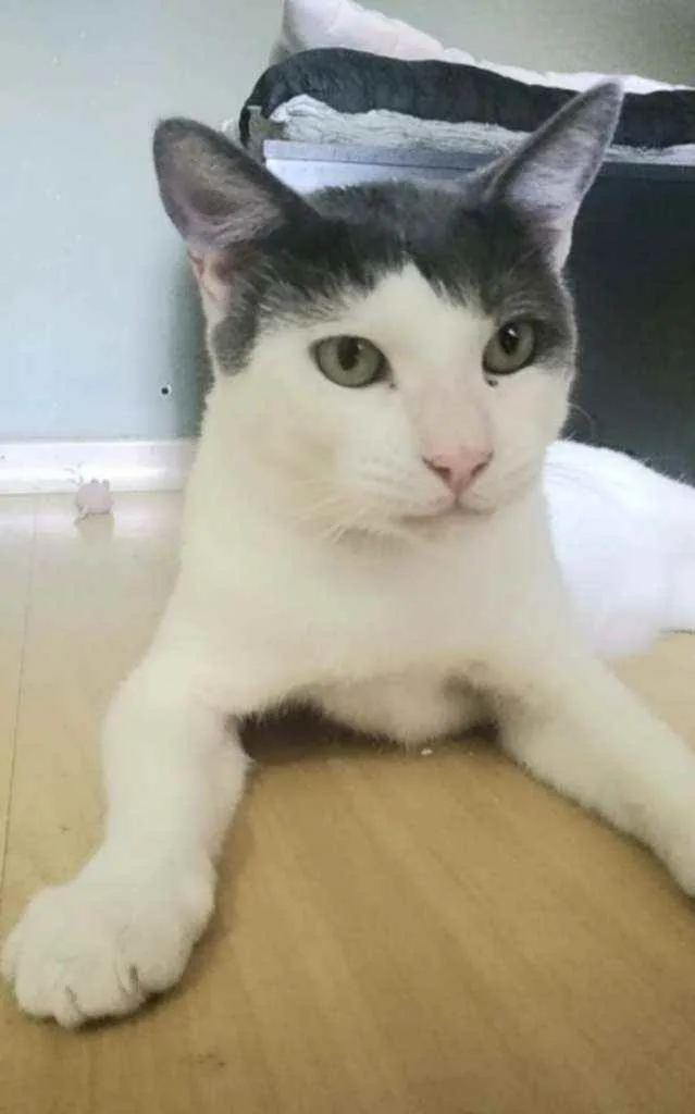 Gato ra a Srd idade 2 anos nome John