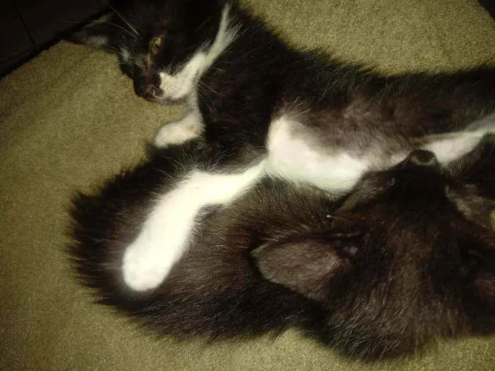 Gato raça SRD idade Abaixo de 2 meses nome Gabriel e Juliano