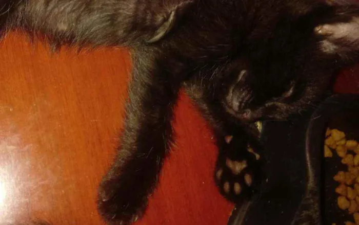Gato raça SRD idade Abaixo de 2 meses nome Gabriel e Juliano