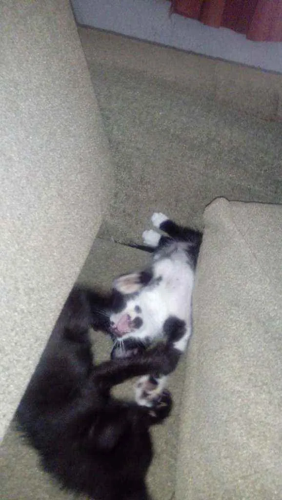 Gato raça SRD idade Abaixo de 2 meses nome Gabriel e Juliano