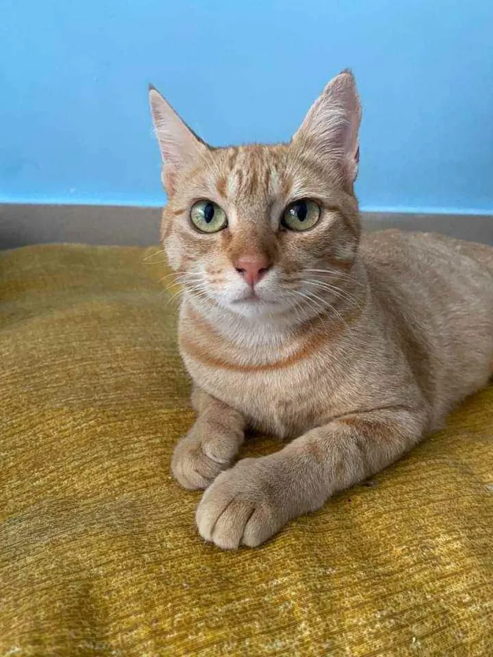 Gato ra a Srd idade 1 ano nome Ohana