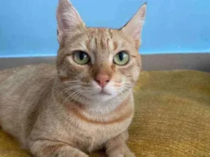 Gato raça Srd idade 1 ano nome Ohana