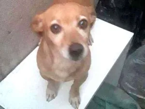 Cachorro raça Viralata idade 2 anos nome Boby