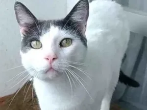 Gato raça Srd idade 2 anos nome John