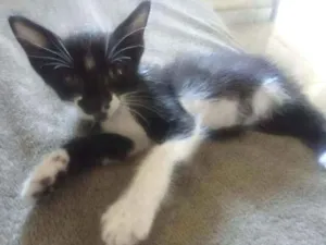 Gato raça SRD idade Abaixo de 2 meses nome Gabriel e Juliano