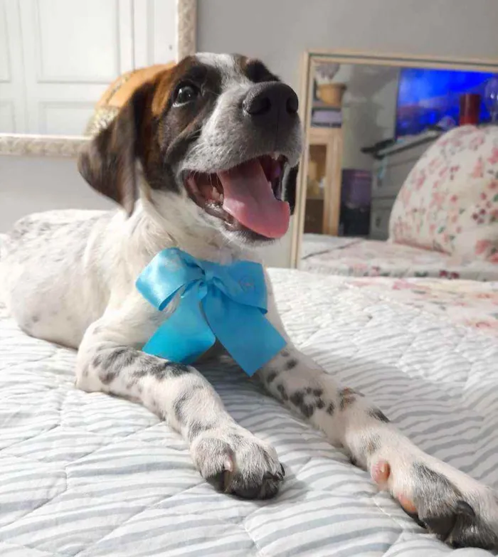 Cachorro ra a Srd  idade 2 a 6 meses nome Dudu