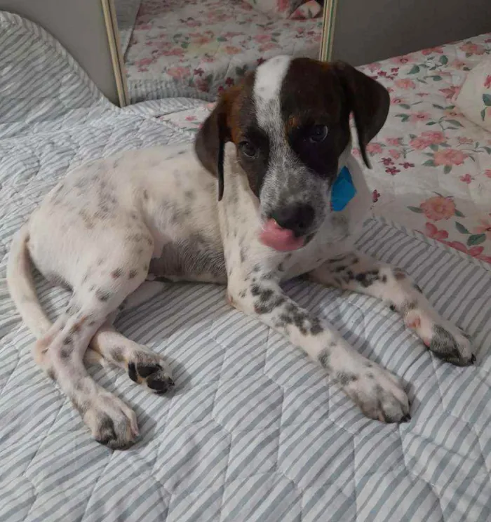 Cachorro ra a Srd  idade 2 a 6 meses nome Dudu