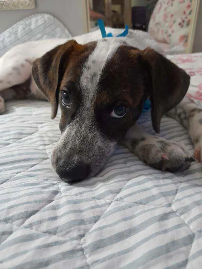Cachorro ra a Srd  idade 2 a 6 meses nome Dudu