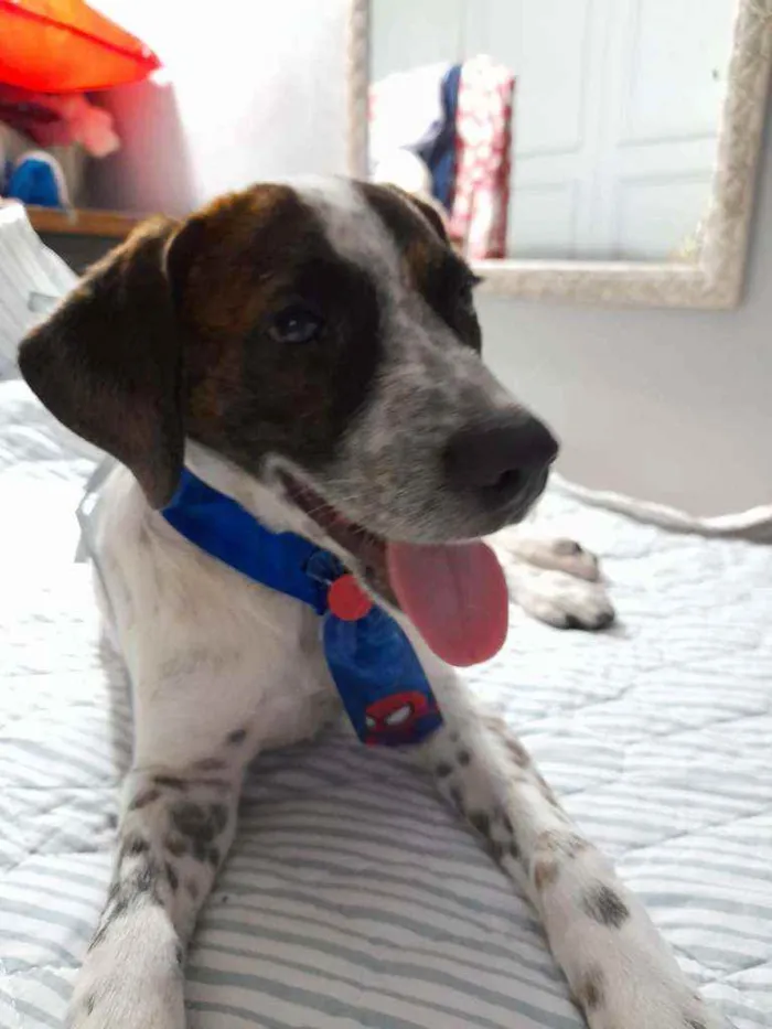 Cachorro ra a Srd  idade 2 a 6 meses nome Dudu