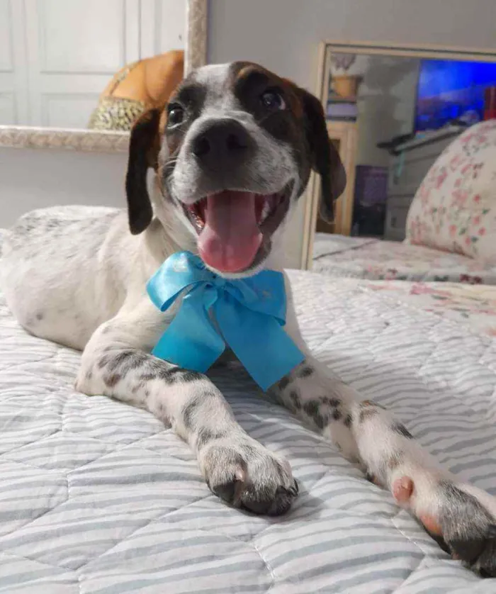 Cachorro ra a Srd  idade 2 a 6 meses nome Dudu