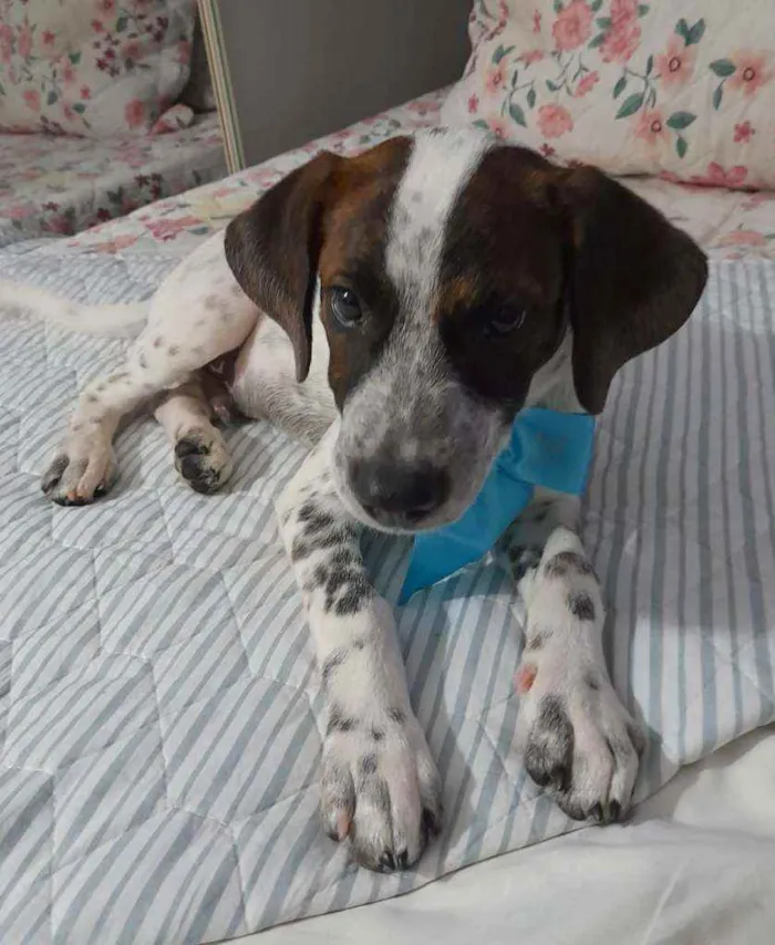 Cachorro ra a Srd  idade 2 a 6 meses nome Dudu