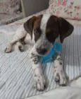 Dudu