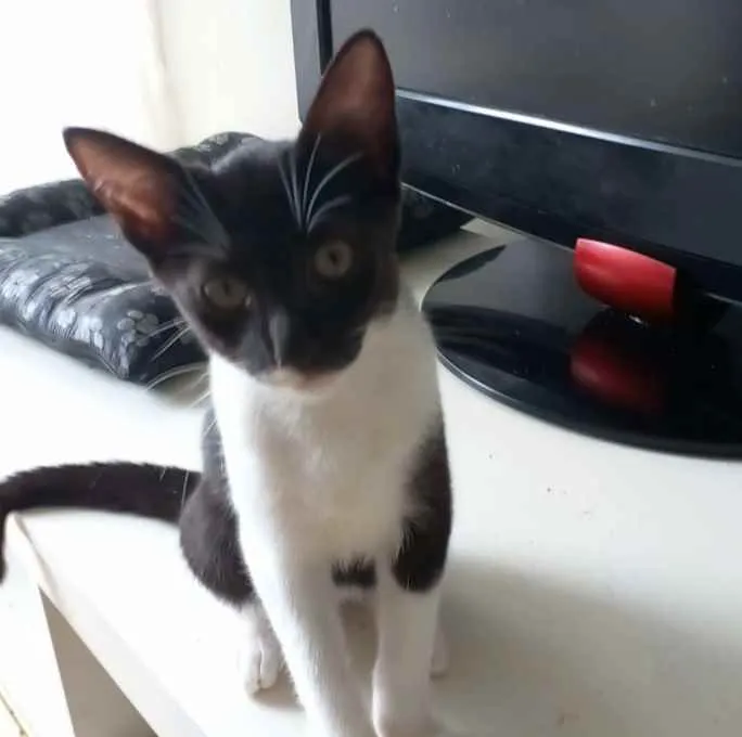 Gato ra a Srd idade 2 a 6 meses nome Lord