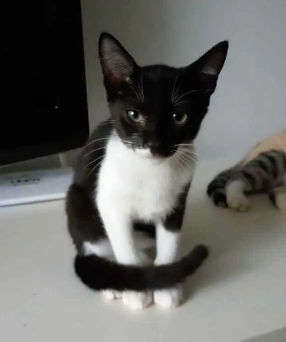 Gato ra a Srd idade 2 a 6 meses nome Lord