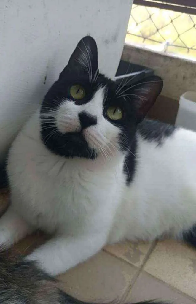 Gato ra a Srd idade 2 anos nome Filó 