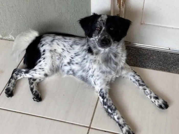 Cachorro ra a Sem raça  idade 1 ano nome Gorducha