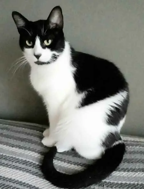 Gato ra a Srd idade 2 anos nome Filó 
