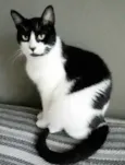 Filó