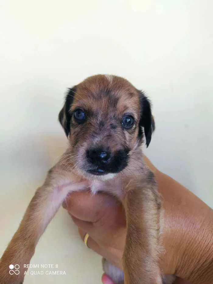 Cachorro raça Vira lata idade Abaixo de 2 meses nome Filhotes