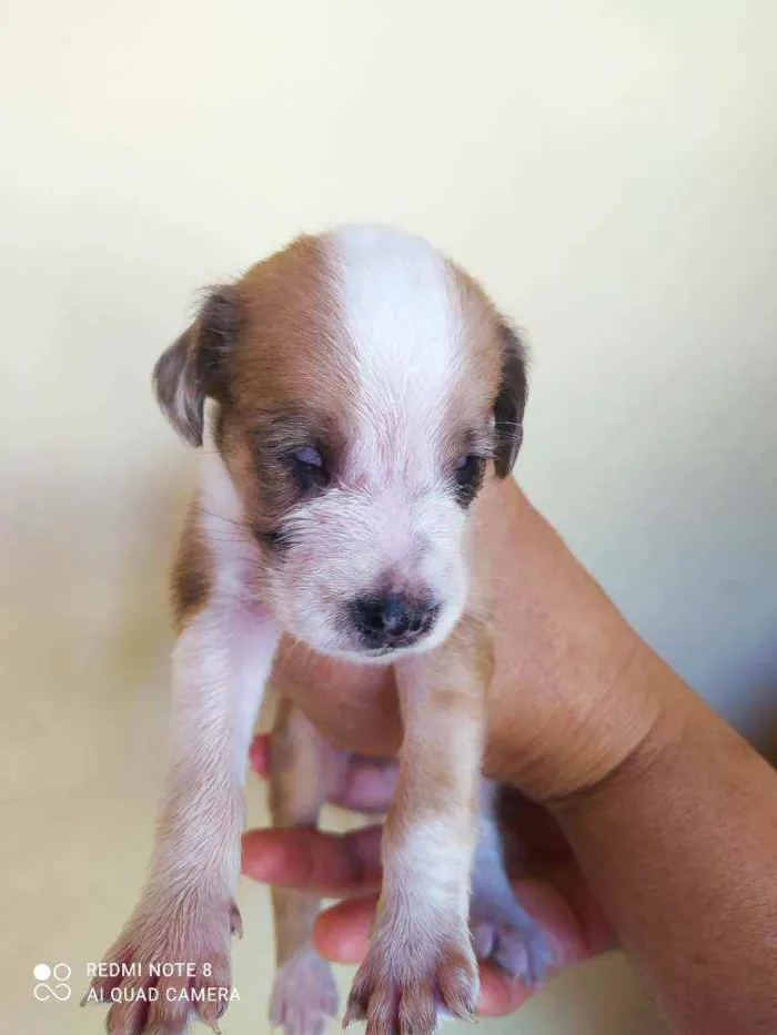 Cachorro raça Vira lata idade Abaixo de 2 meses nome Filhotes