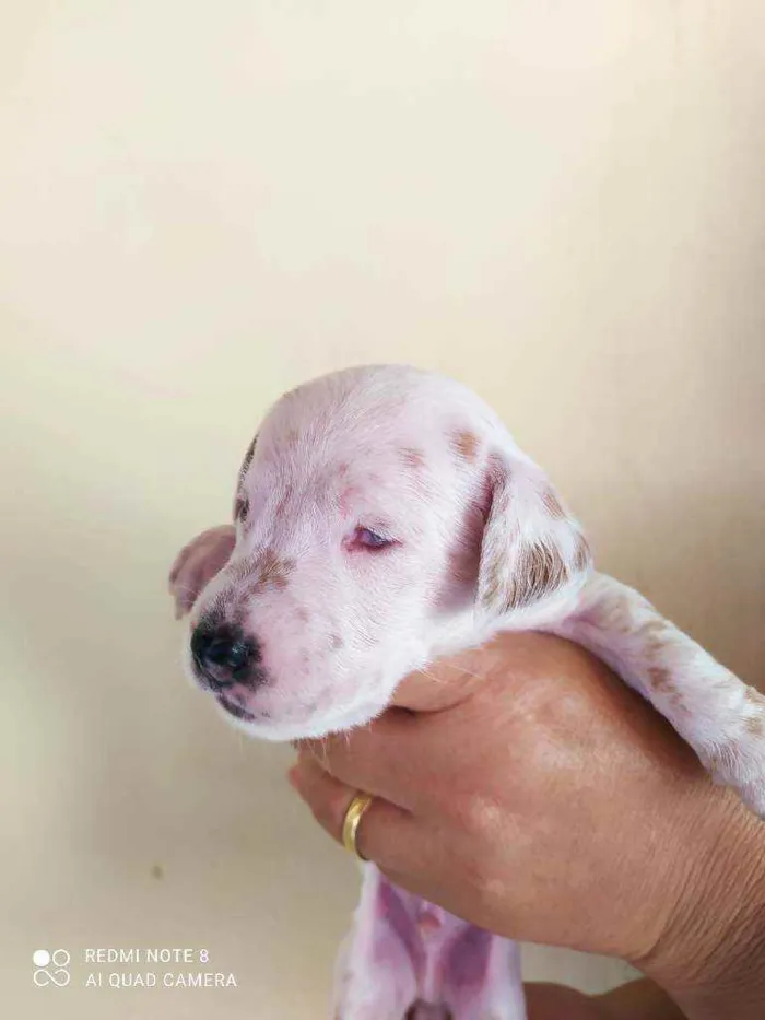 Cachorro raça Vira lata idade Abaixo de 2 meses nome Filhotes