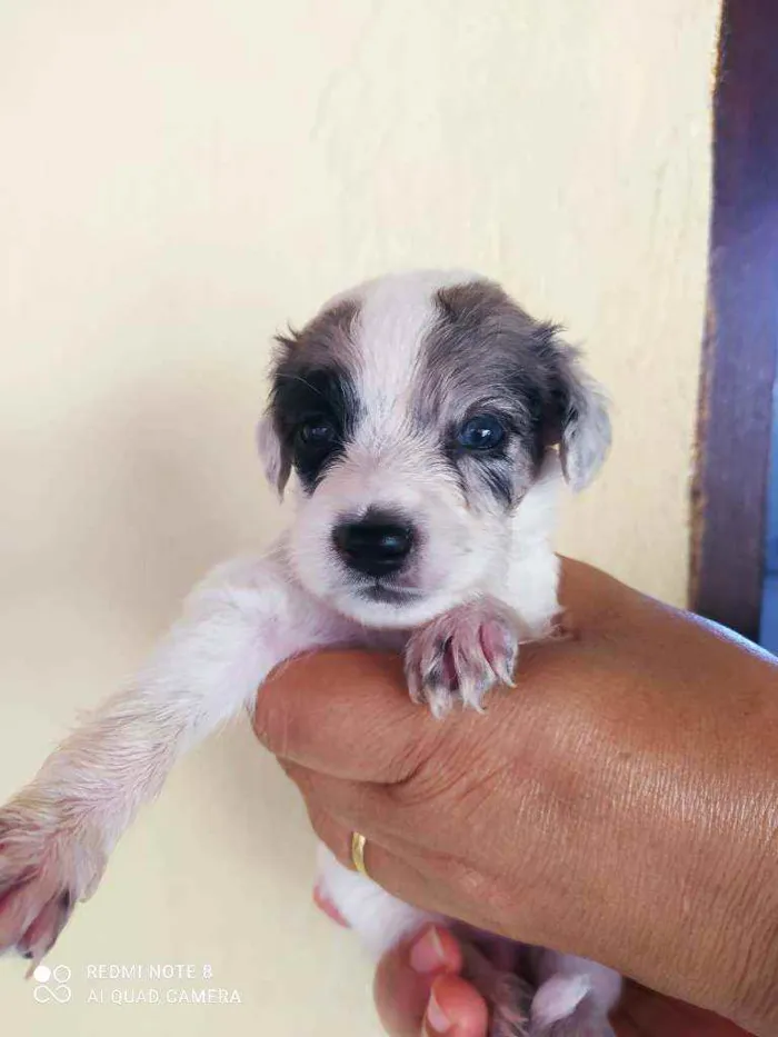 Cachorro raça Vira lata idade Abaixo de 2 meses nome Filhotes