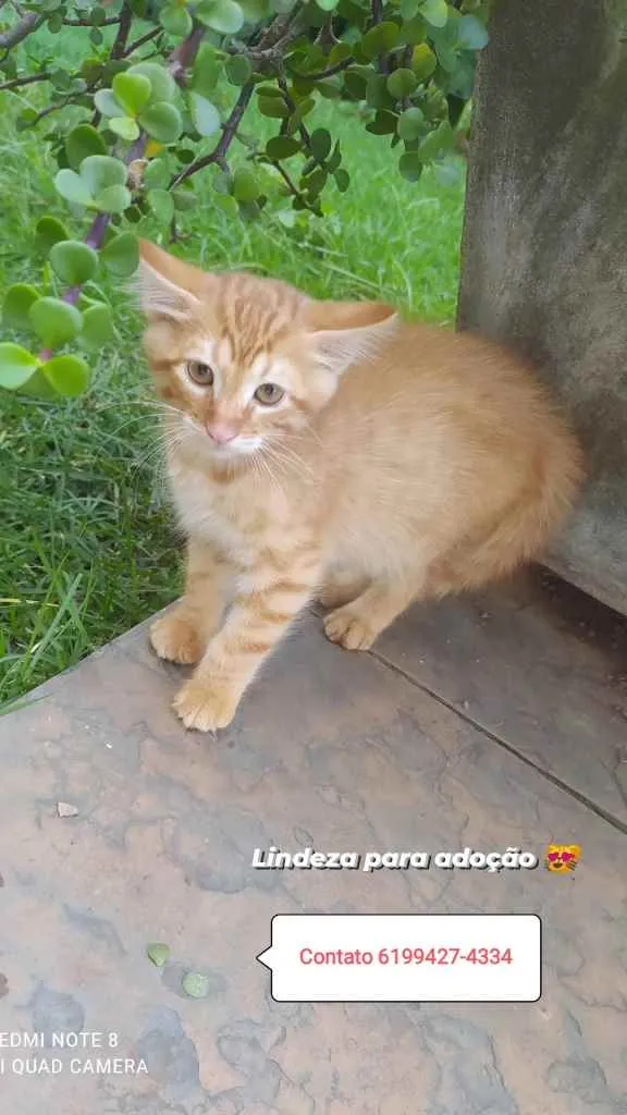 Gato ra a Srd idade Abaixo de 2 meses nome Garfield