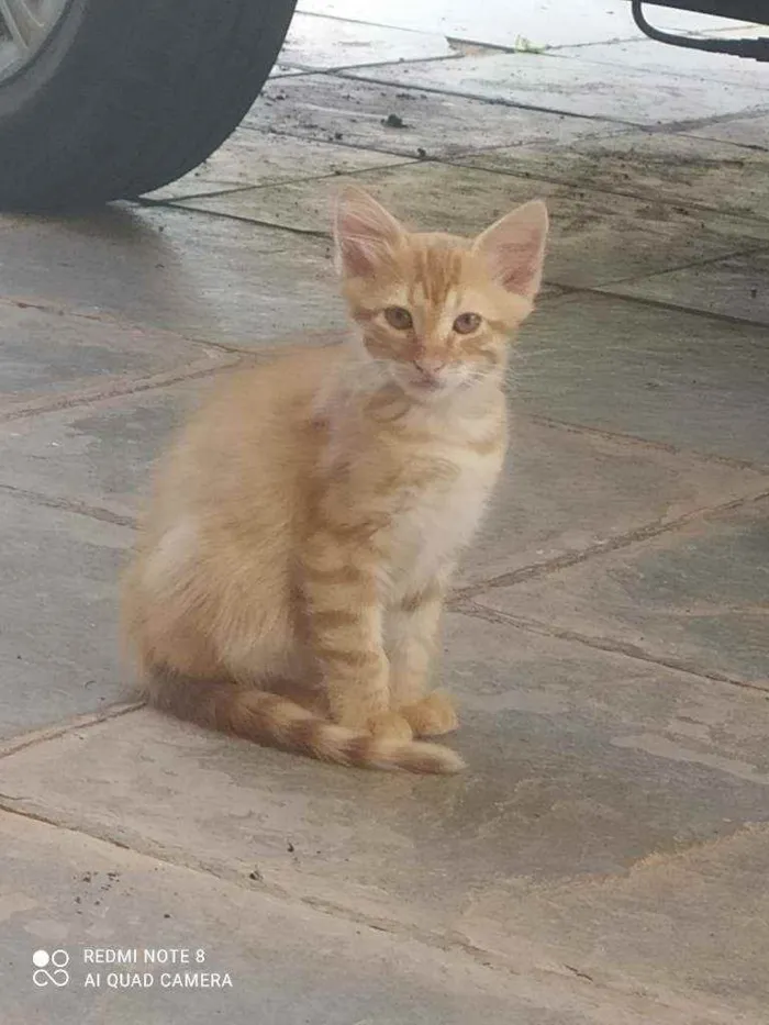 Gato ra a Srd idade Abaixo de 2 meses nome Garfield