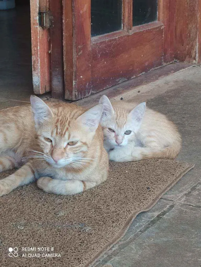 Gato ra a Srd idade Abaixo de 2 meses nome Garfield