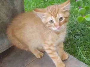 Gato raça Srd idade Abaixo de 2 meses nome Garfield