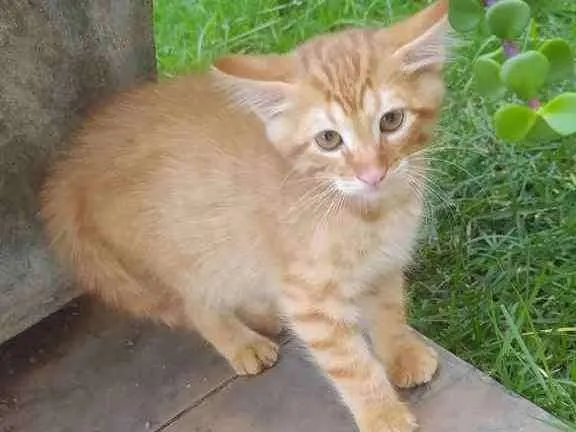 Gato ra a Srd idade Abaixo de 2 meses nome Garfield