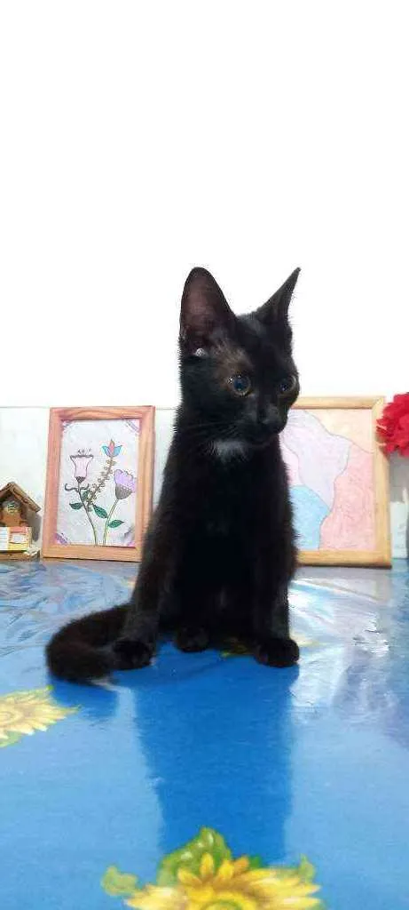 Gato ra a Vira lata idade 2 a 6 meses nome Sem nome